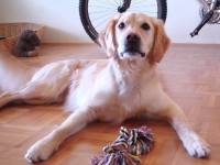 /album/fotogaleria-darujem-psa/golden-retriever-freundlicher-ausdruck-jpg1/