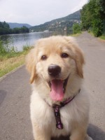 /album/fotogaleria-darujem-psa/hovawart-puppy-9-and-half-week-jpg/