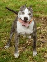 /album/fotogaleria-darujem-psa/images-jpg/