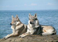 /album/fotogaleria/czechoslovakian-wolfdog-pair-jpg1/