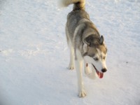 /album/fotogaleria/dog-park-husky-jpg1/