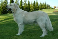 /album/fotogaleria/golden-retriever-1-jpg1/