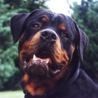 /album/fotogaleria/rottweiler-kopf-3-jpg1/